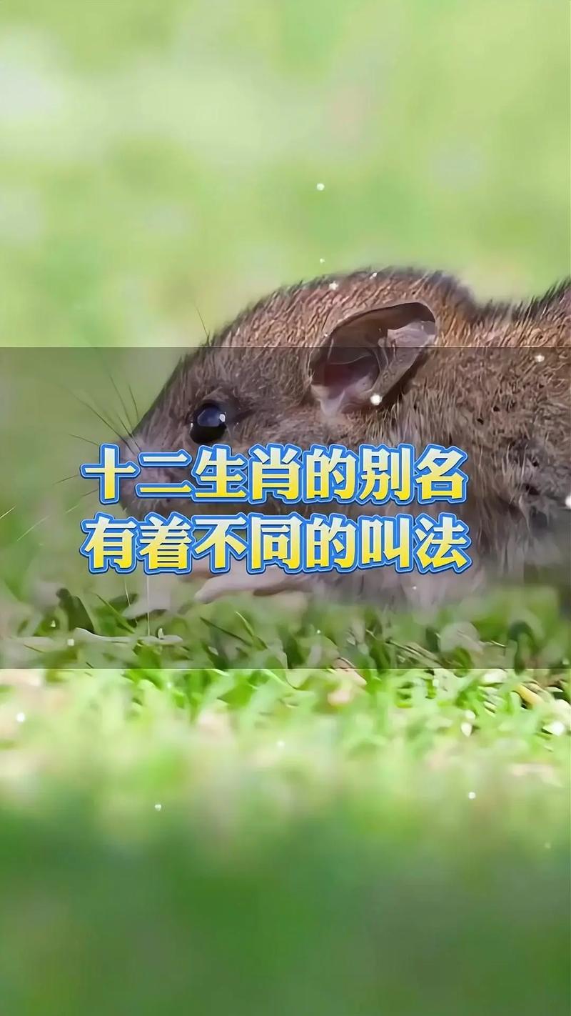 什么生肖脖子有力气:什么生肖脖子有力气呢