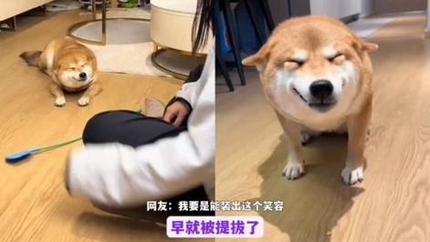 嬉皮笑脸不正经打一生肖:嬉皮笑脸不正经是什么动物