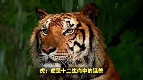 拔营打一生肖:拨是指什么生肖