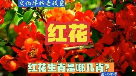 今期生肖带红花打正确生肖是什么:今期生肖是红花,生肖还需自己查是什么生肖