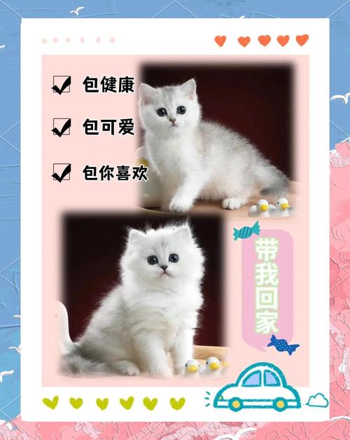 关于“可爱的猫”是什么生肖动物的信息